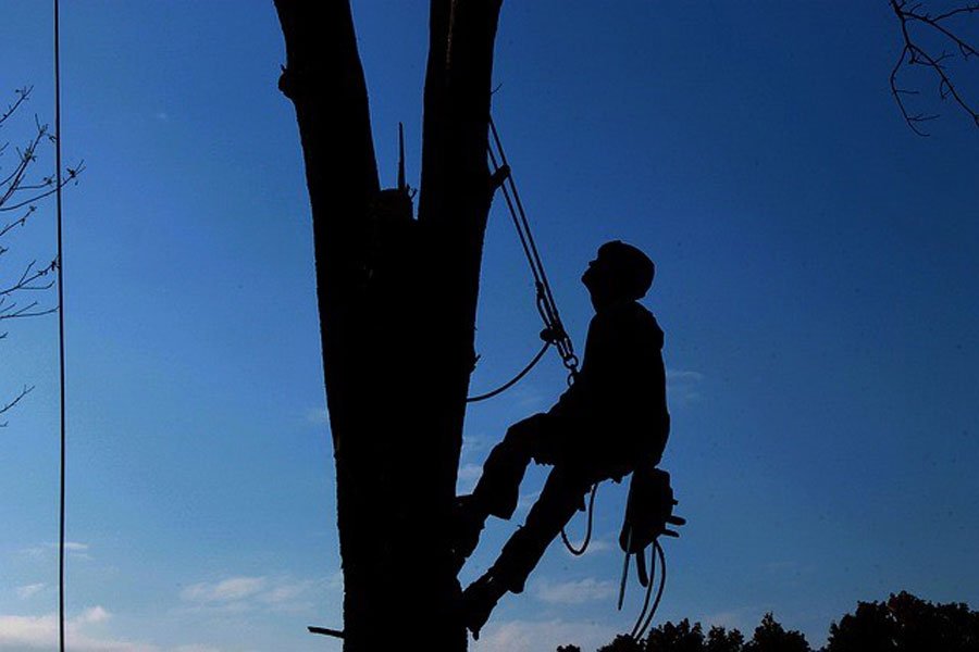How Much Does Tree Trimming Cost Inspire Buddy how-much-does-tree-trimming-cost-inspire-buddy